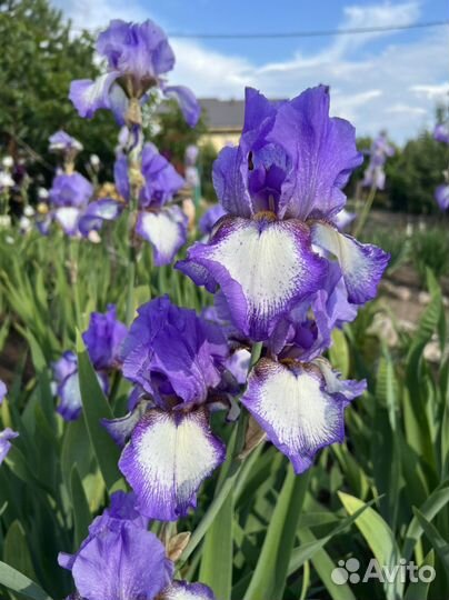 Ирисы бородатые
