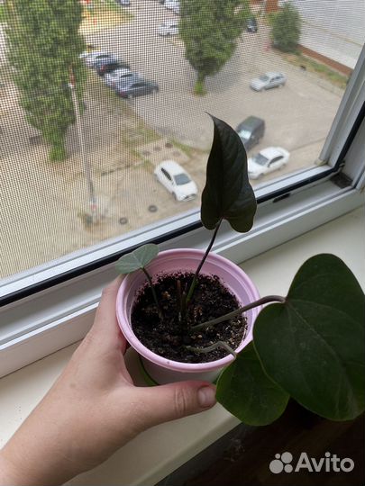 Антуриум блэк лав