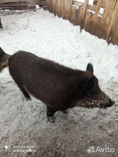 Дикие кабаны