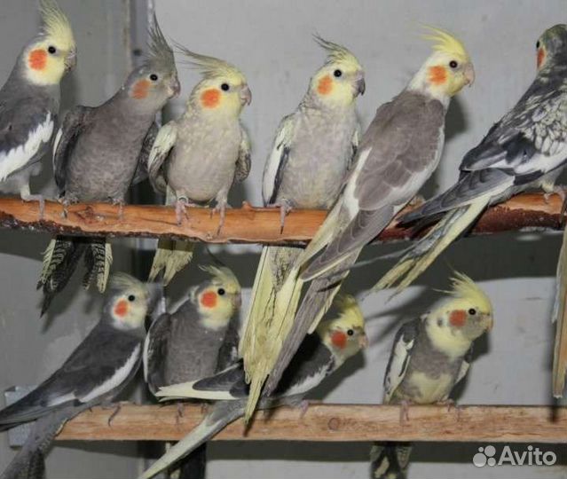 Попугай корелла