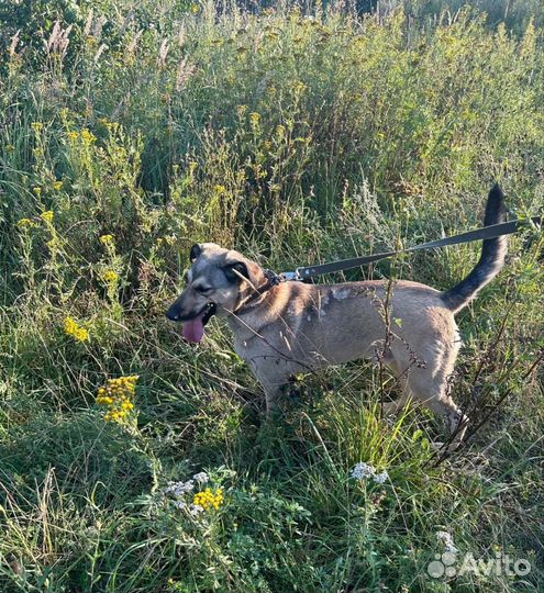 Молодой кобелек