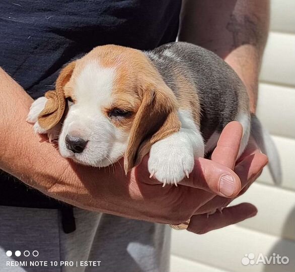 Щенки бигля