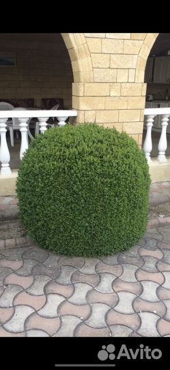 Кусты самшита