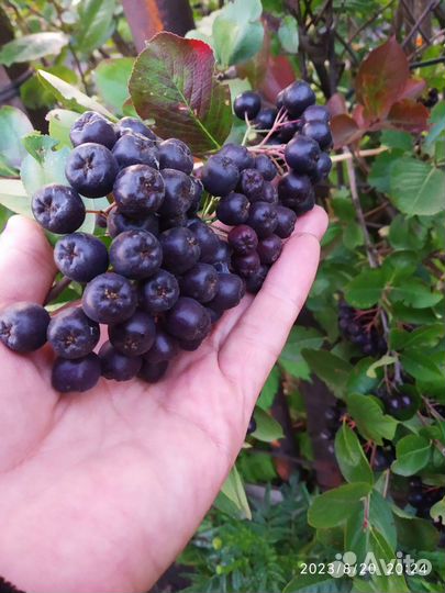 Овощи с дачи