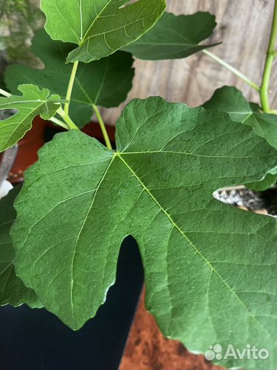 Инжир комнатный