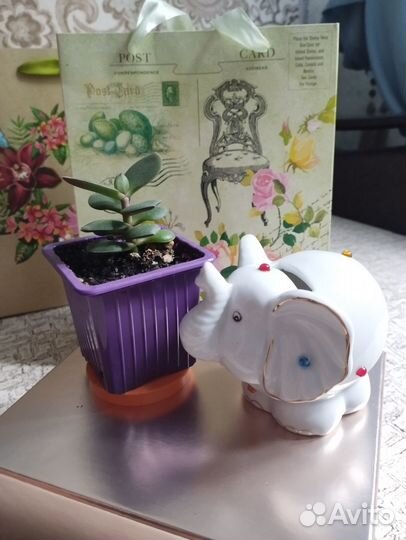 Денежное дерево подарок