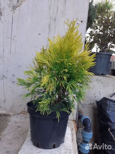 Туя форевер голди