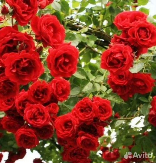 Розы плетистые саженцы