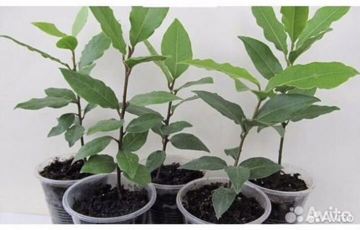 Лавр для Дмитрия доставка