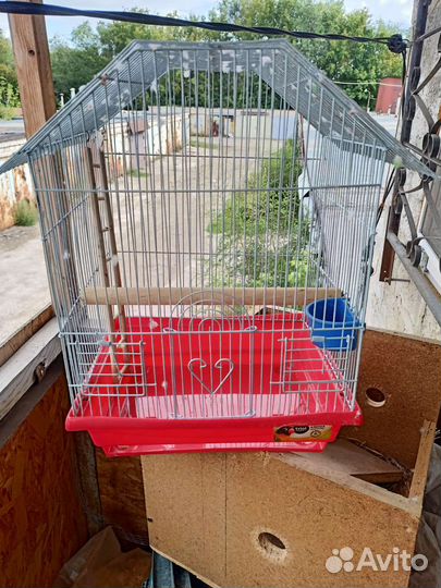 Попугай карелла