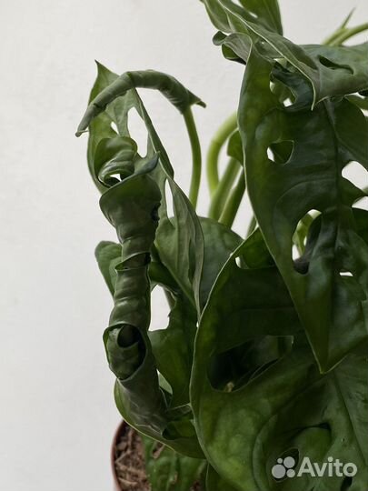 Монстера манки маск Monstera Monkey Mask