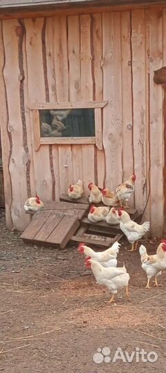 Петушки Ломан Браун