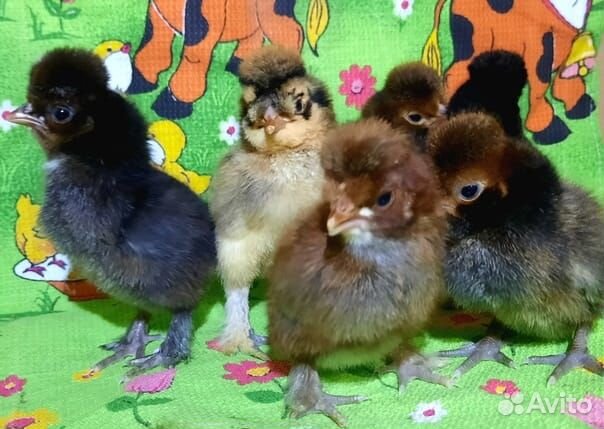 Цыплята утята индюшата крольчата