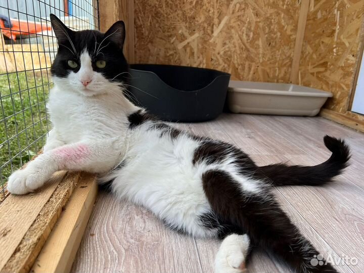 Кошка в дар бесплатно