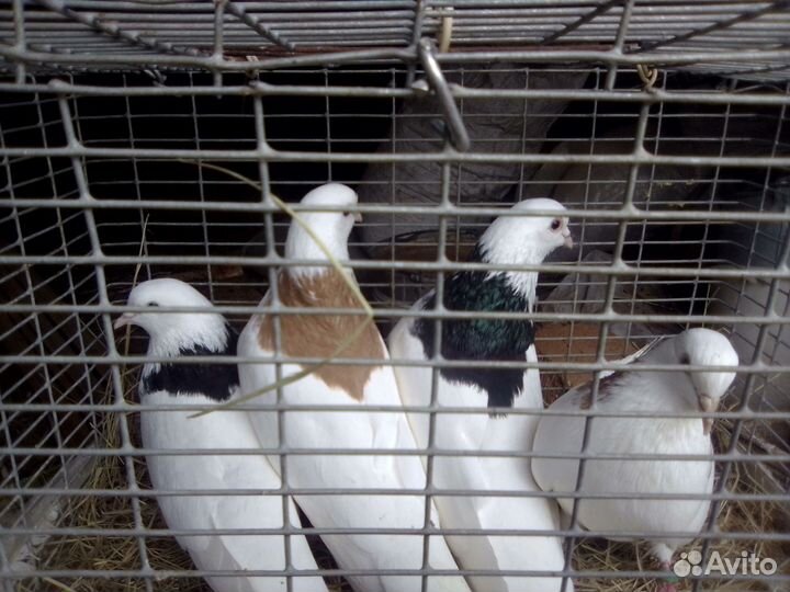 Продажа голубей