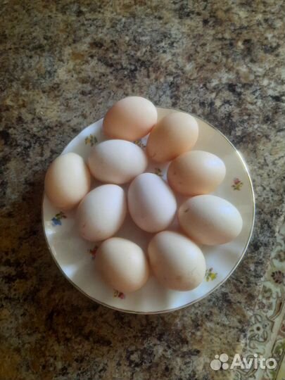 Домашние куриные яйца