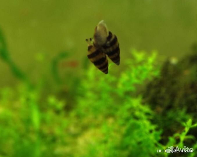 Улитка хелена