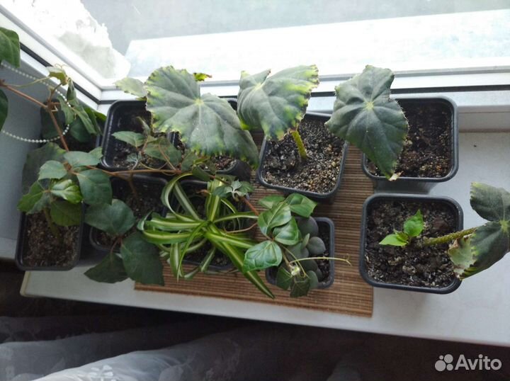 Комнатные растения детки