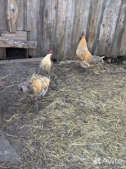 Петухи Лакеданзи