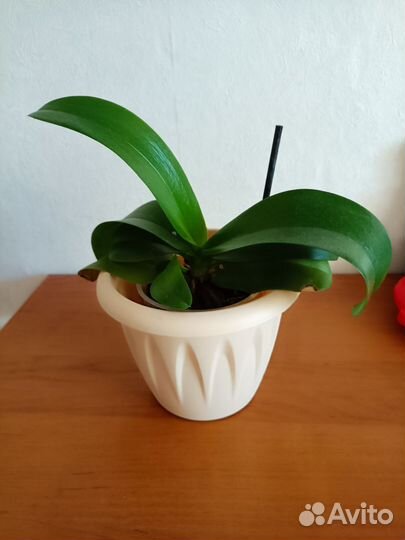 Орхидея фаленопсис