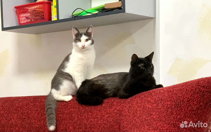 Отдам в добрые руки, кошка и кот - стерилизована