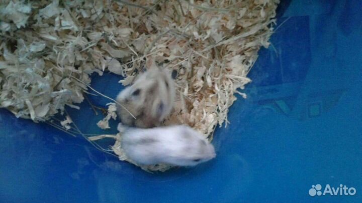 Джунгарские Хомяки