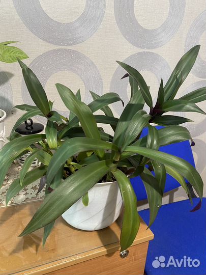 Традесканция