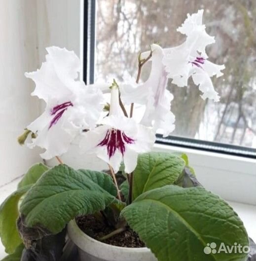 Цветы бесплатно
