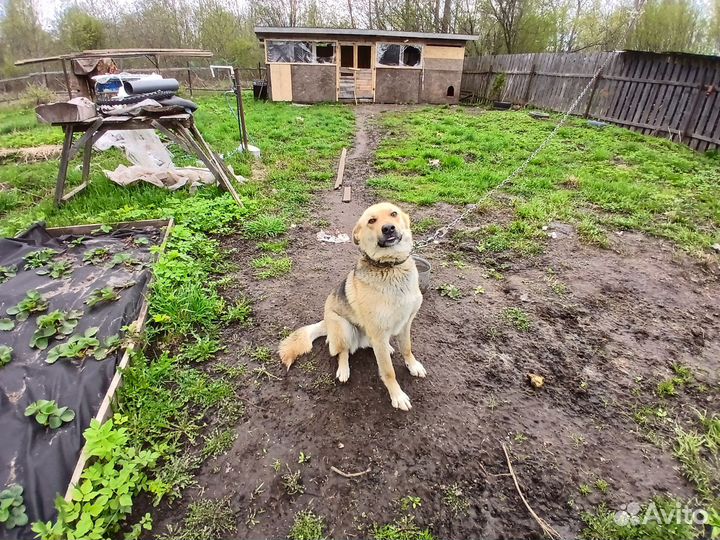Собака в добрые руки отдам бесплатно