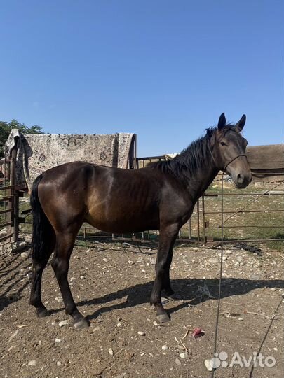 Жеребчик карачаевской породы, возраст 1,5