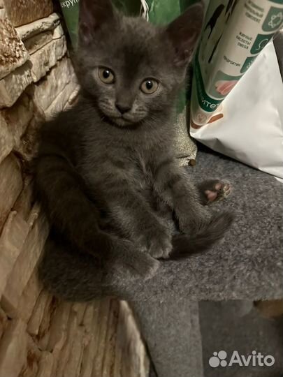 Породистые котята