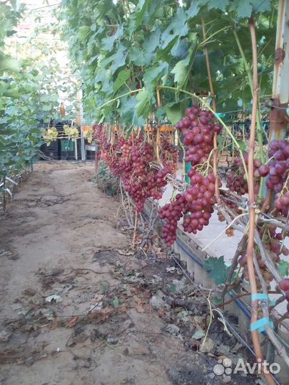 Саженцы и черенки винограда