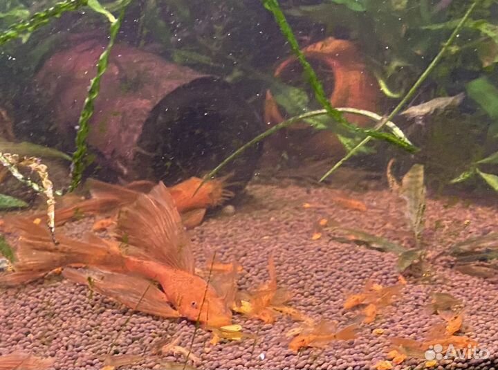 Анциструс вуалевый супер ред