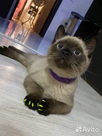 Шотландец прямоухий