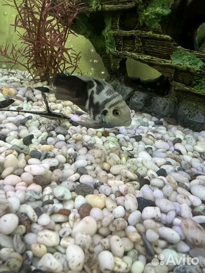 Рыба-попугай