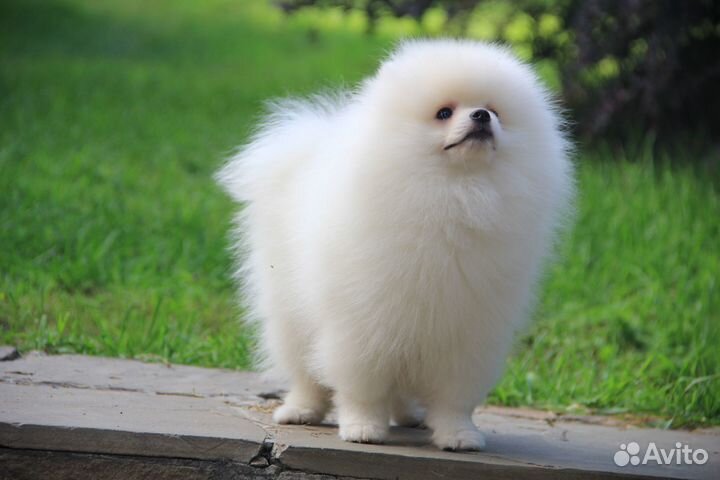 Белый мишка мальчик померанского шпица