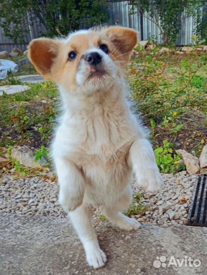 Щенок дворняжки