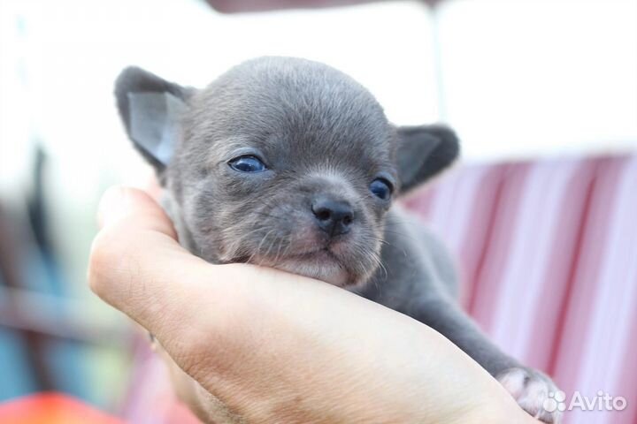 Чихуахуа мини