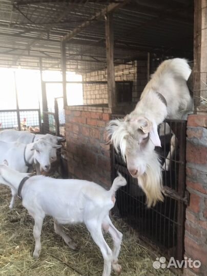 Козлик зааненский