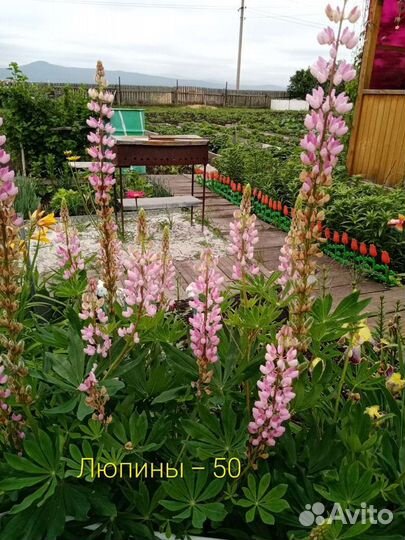 Цветы многолетники