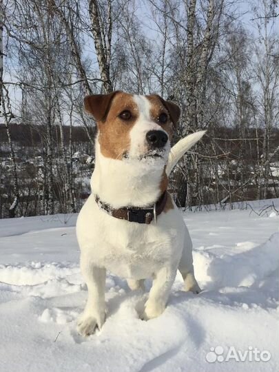 Щенки джек рассел терьер