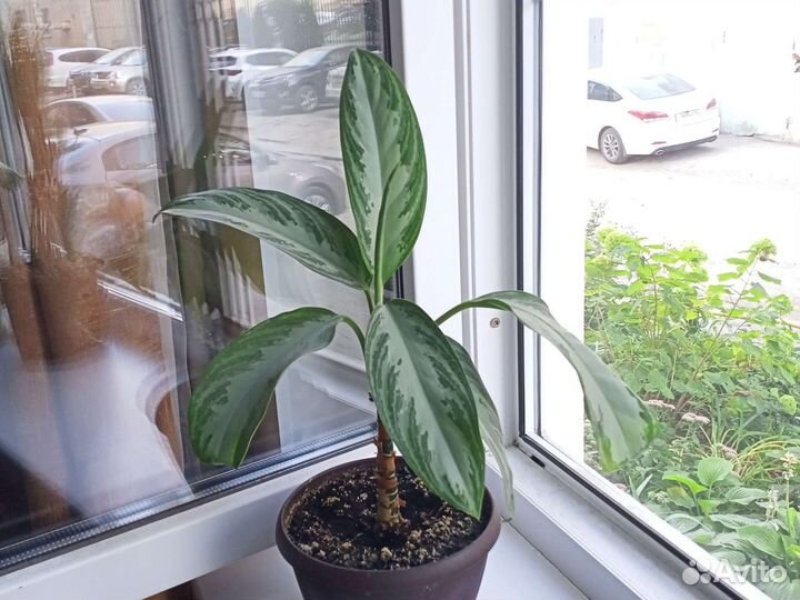 Диффенбахия(отросток)