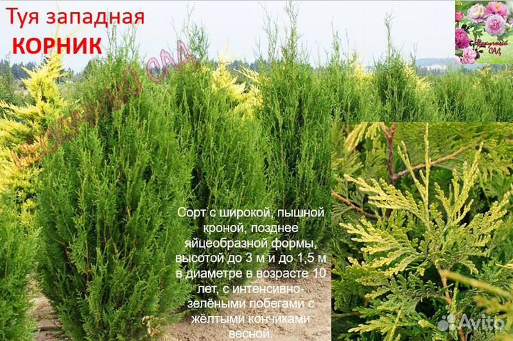 Хвойные растения в ассортименте