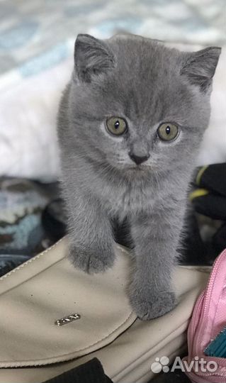 Британские вислоухие котята серые