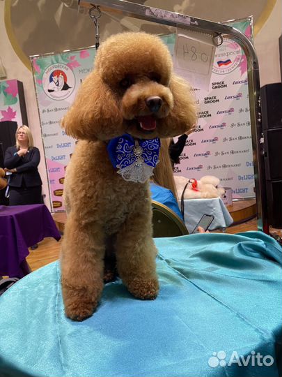 Услуги грумера/стрижка животных