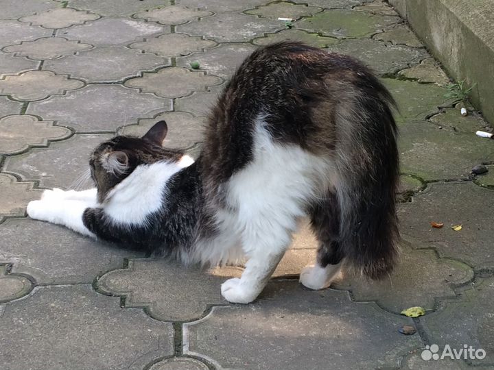 Котик - Мурмотик в самые заботливые руки