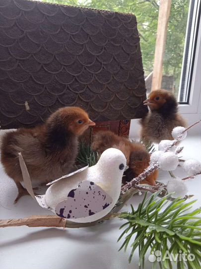 Цыплята.И/Я Мускусной индоутки
