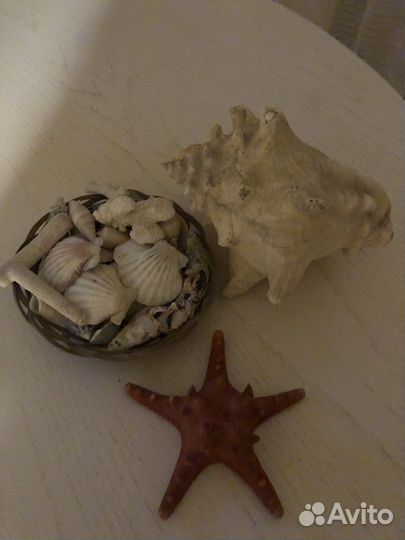 Морские ракушки раковины и коралы