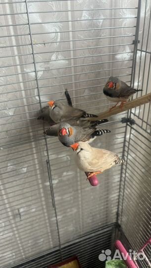 Птицы амадины