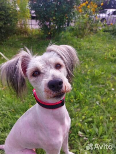 Маленькая средняя собака в добрые руки